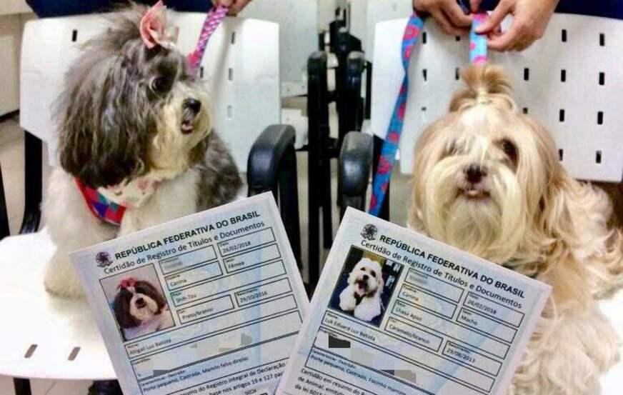 Cartórios de Amazonas passam a emitir certidões para animais de estimação