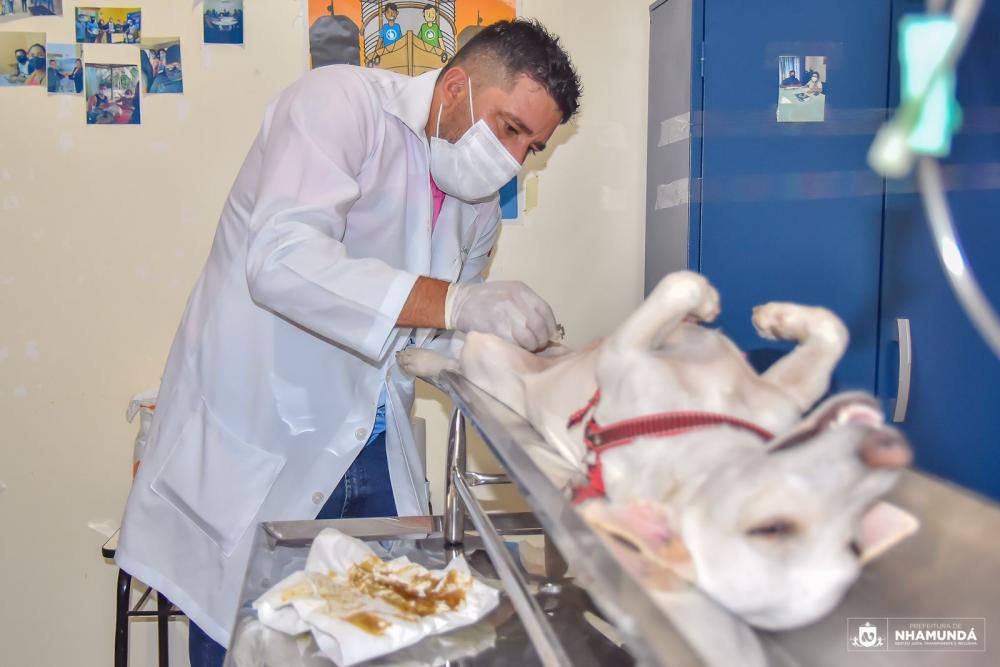 Prefeitura de Nhamundá realiza mutirão de castração gratuita de cães e gatos
