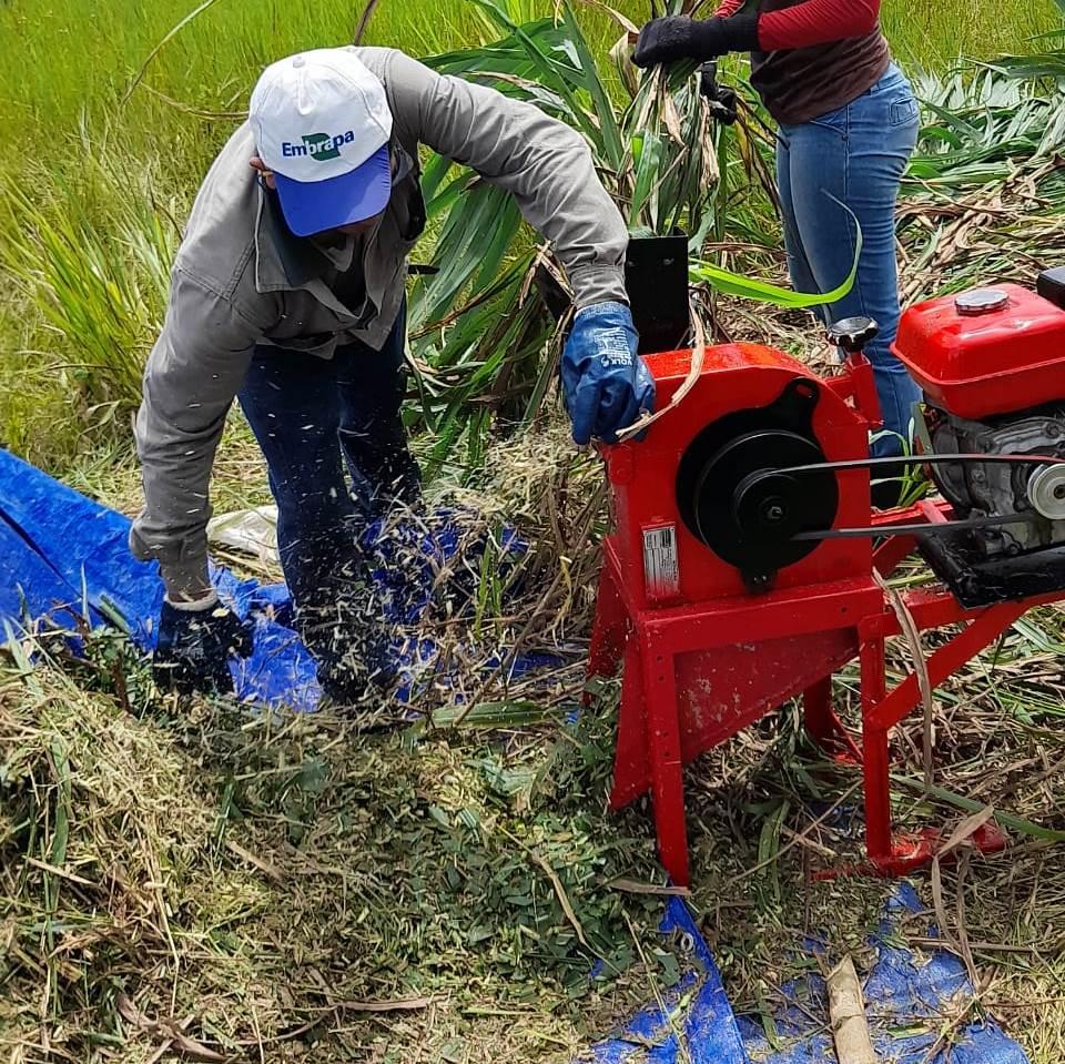 Sempa e Embrapa orientam pecuaristas na produção de silagem em Parintins
