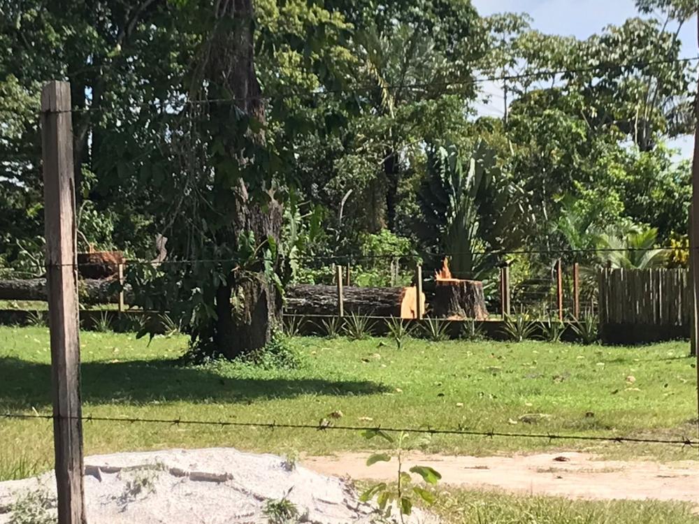 Sedema constata crime ambiental com a derrubada de duas castanheiras em propriedade no Macurany