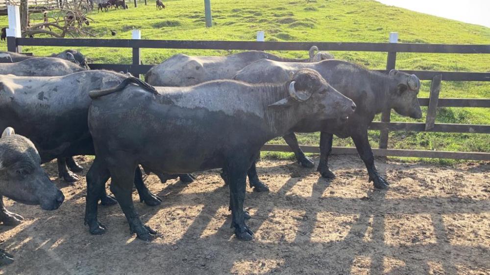 Feira de Bubalinos de Parintins premia os melhores queijos e maior produção de leite