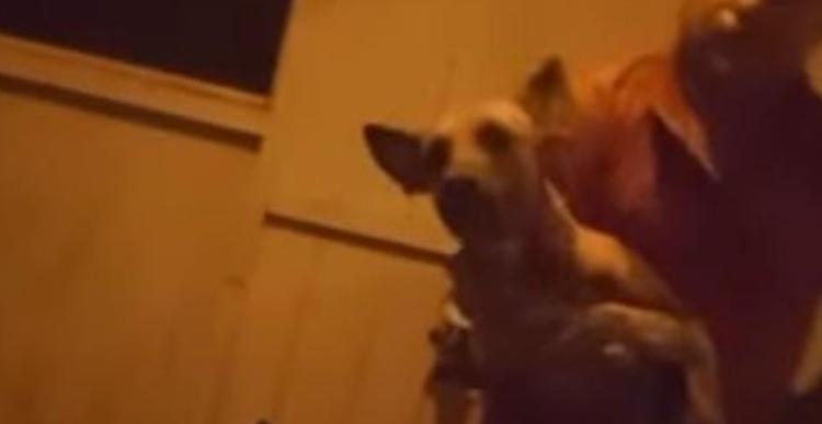 Homem é preso após dar golpes de faca em cachorro no Amazonas