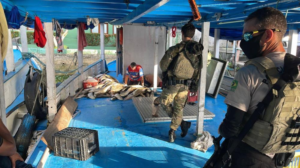 Polícia Federal e Sedema aprendem mais de 21 toneladas de pirarucu ilegal em Parintins