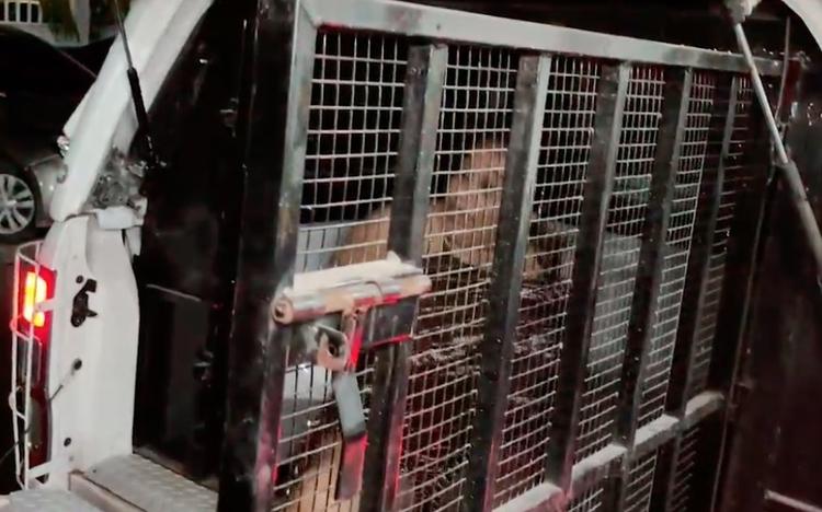 Mulher é presa ao tentar matar vizinho a tiros em Manaus