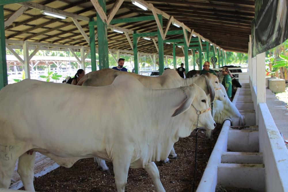 Gado de corte e de leite de alta qualidade genética participam da 36ª Expopin