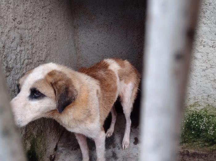 Mais de 300 cachorros são resgatados de maus-tratos e mulher acaba presa
