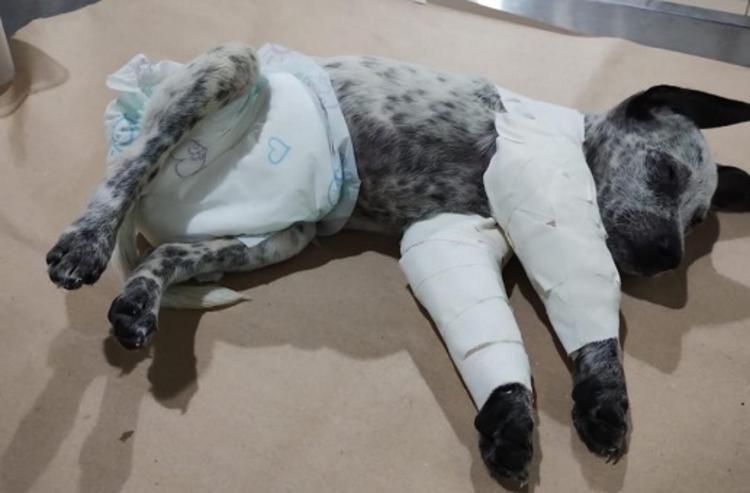 COVARDIA: Homem é preso após agredir ex-namorada e quebrar as patas de cachorro em Manaus