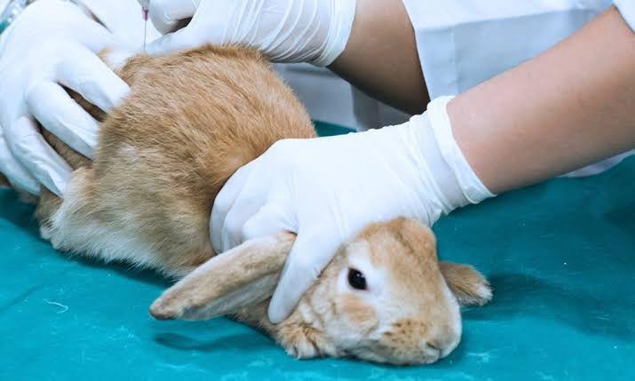 Governo proíbe uso de animais em testes para cosméticos e perfumes