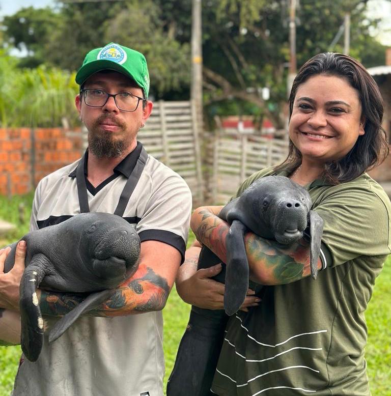Dois filhotes de peixe-boi são resgatados com apoio da Sema, em Parintins  