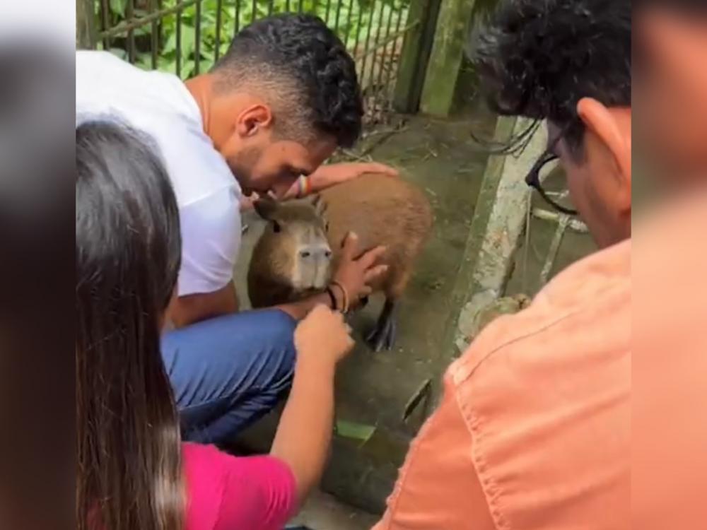 Capivara Filó é devolvida a influencer Agenor Tupinambá após decisão de juíz federal