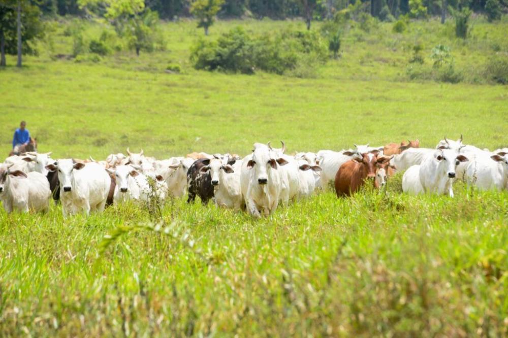 Crédito Rural: financiamento para desenvolver a produção rural em Parintins