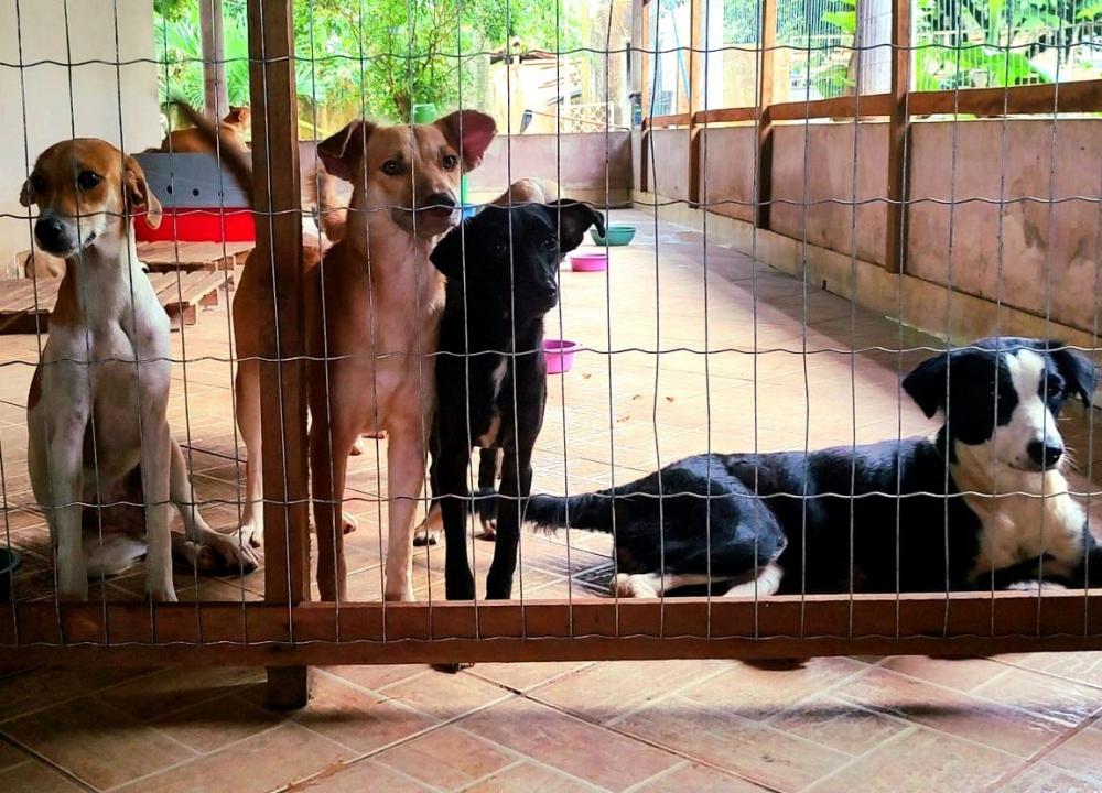 Márcia Baranda propõe lei para Controle de Natalidade de Gatos e Cães em Parintins