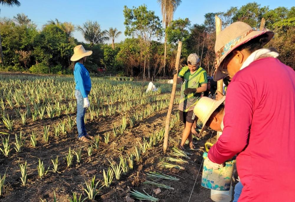 Em Barreirinha, Governo do Amazonas fomenta cultura do abacaxi com implantação de Unidade Demonstrativa