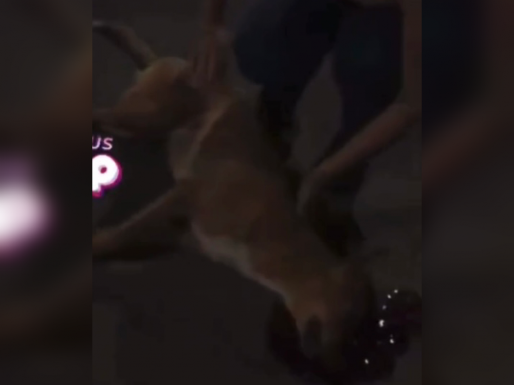 ABSURDO: Cachorro é morto com tiro na cabeça por policiais em Manaus; VÍDEO