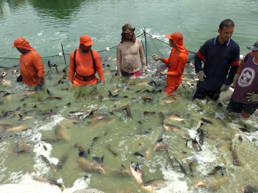 Sepror entrega 90 mil alevinos em Rio Preto da Eva e chega a 379 mil alevinos entregues em todo o Amazonas