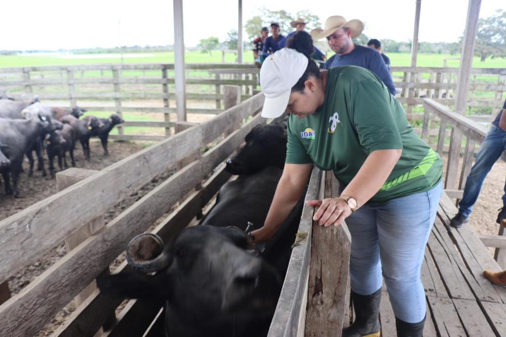 Idam alerta sobre o fim do prazo para vacinação contra febre aftosa no Amazonas