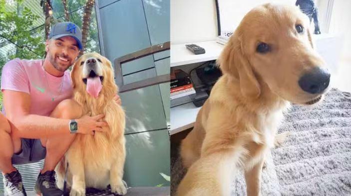 Cachorro morre após falha em transporte aéreo; pet foi levado para Ceará em vez de Mato Grosso