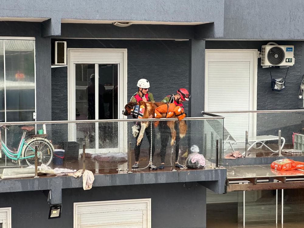 Voluntários do Amazonas resgatam mais de 50 animais ilhados em casas coberta de água no Rio Grande do Sul