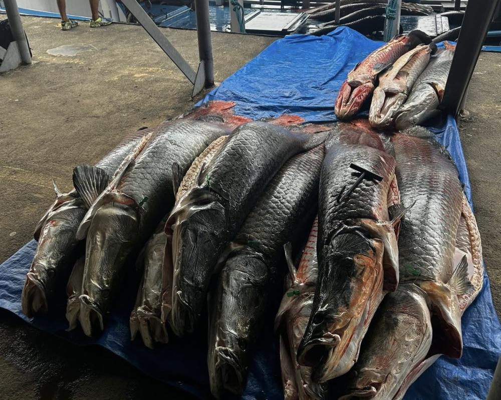 Polícia Militar apreende mais de 730 kg de pirarucu irregular no interior do Amazonas
