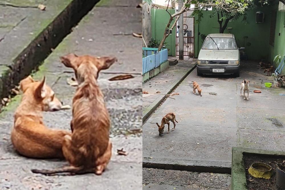 Após denúncias, homem é preso por maus-tratos contra cinco cachorros em Manaus