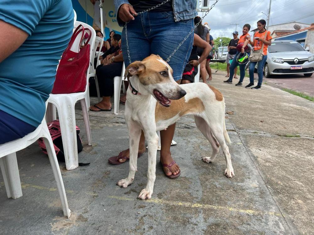 Prefeitura de Parintins prepara Jornada de Castração de Animais Domésticos