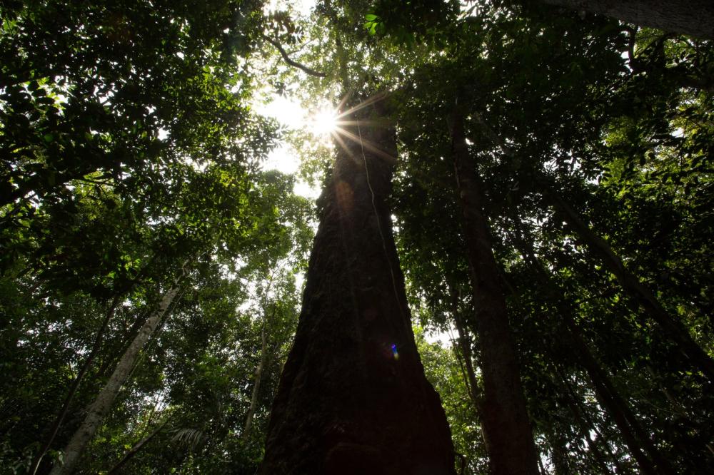 Amazonas tem queda de 93,4% nos registros de focos de calor em julho de 2025