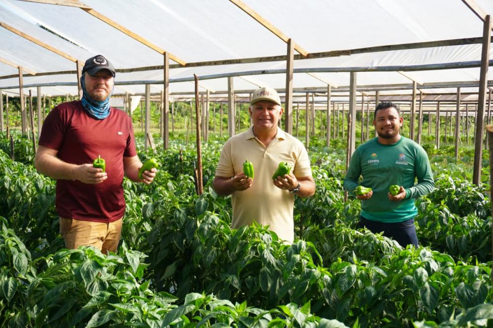 Pimentão é produzido na Vila Amazônia para abastecer feiras e mercados de Parintins