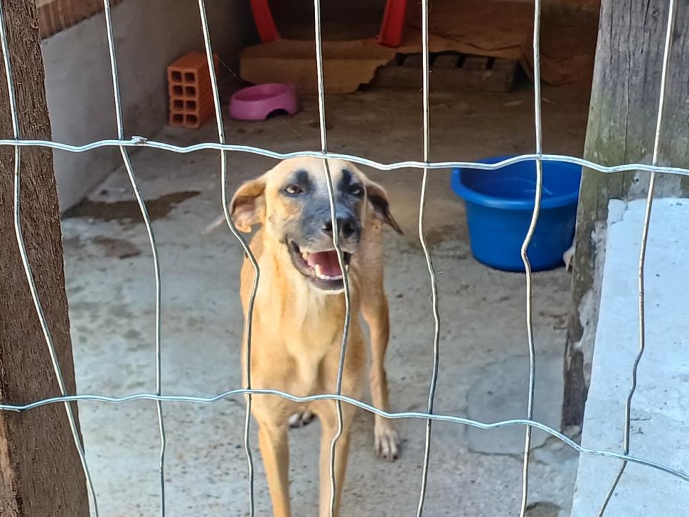 Prefeitura inicia mutirão de castração de cães e gatos nesta terça-feira (16), em Parintins