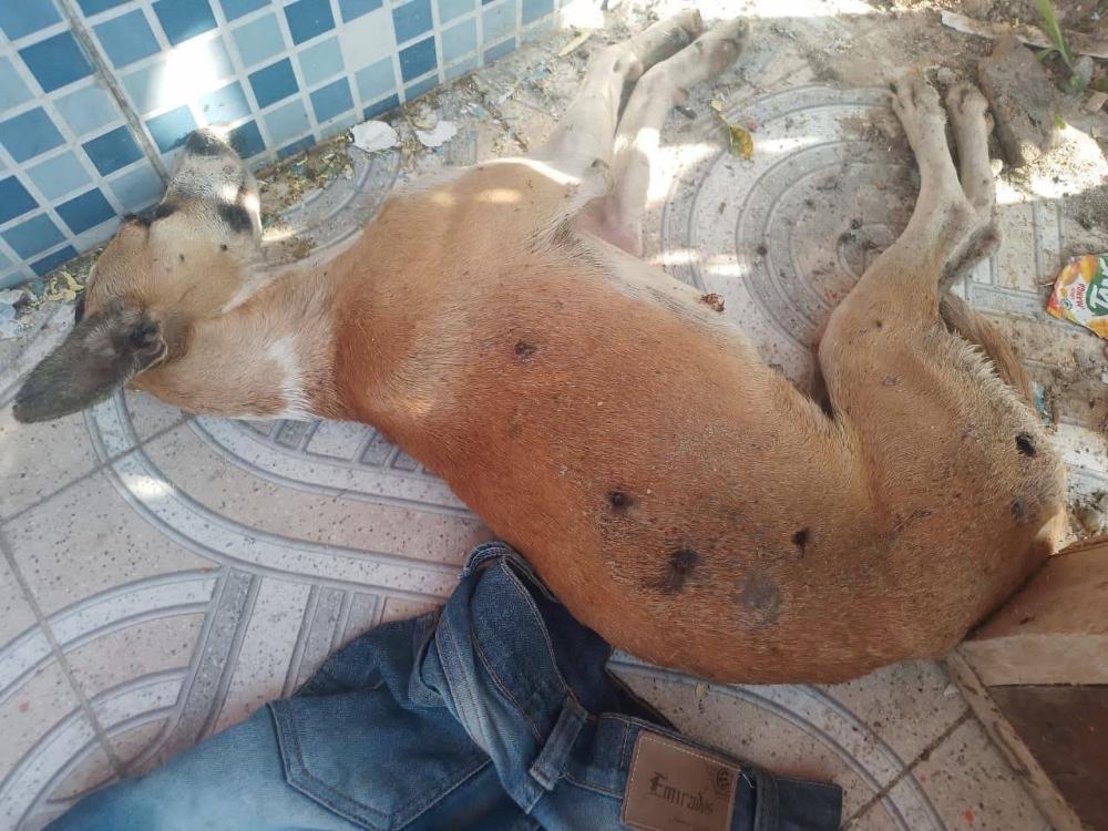 Cachorro é morto com balas de chumbinho em Parintins e caso gera revolta