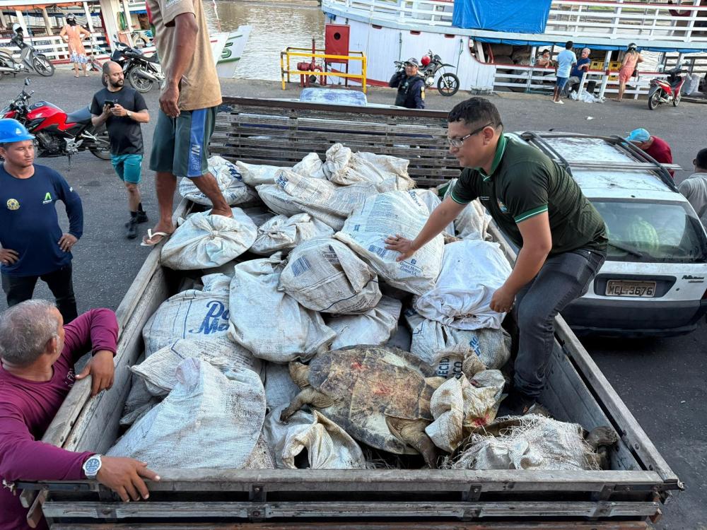Carregamento ilegal com 49 tartarugas-da-Amazônia é apreendido no Porto de Parintins
