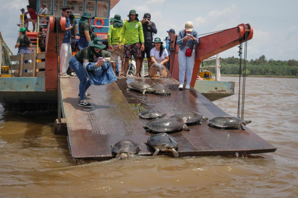 Operação conjunta da Prefeitura de Parintins, IFAM e UFAM devolve tartarugas resgatadas ao habitat natural