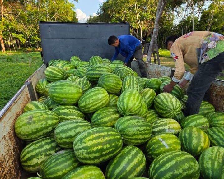 Melancias produzidas na área urbana de Parintins irão abastecer mercado local