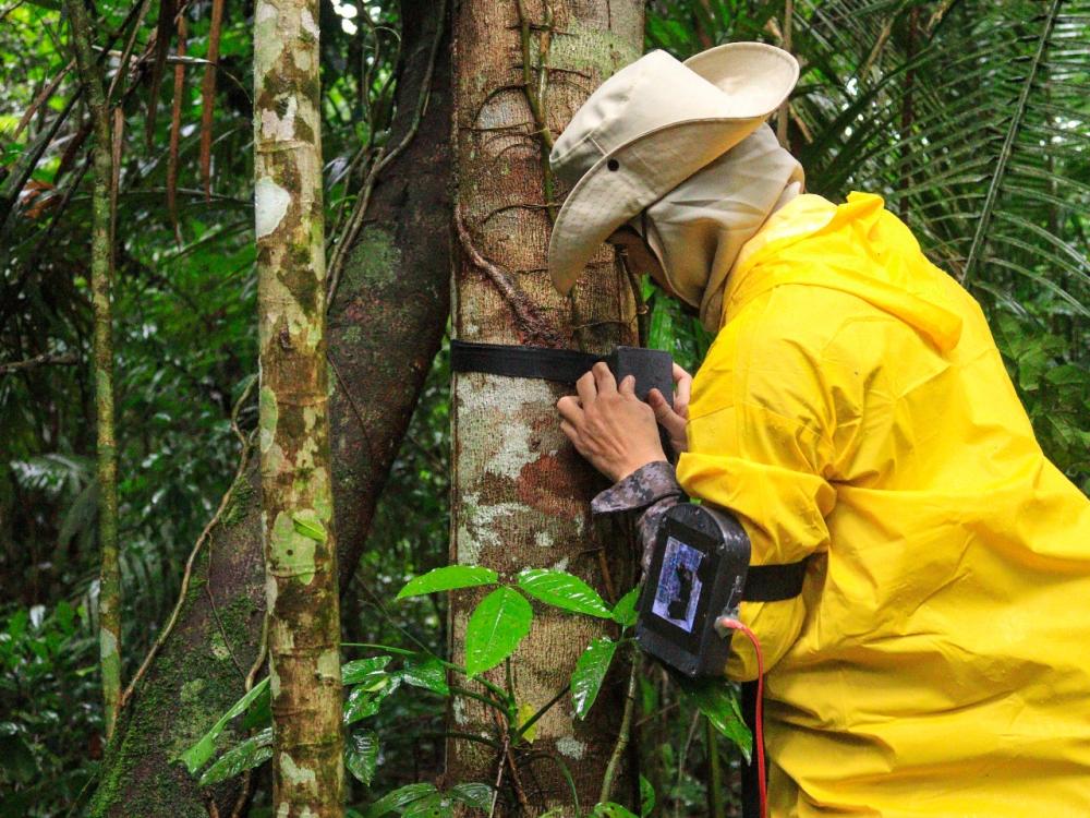 UEA leva à COP30 soluções amazônicas que unem ciência, floresta e justiça climática