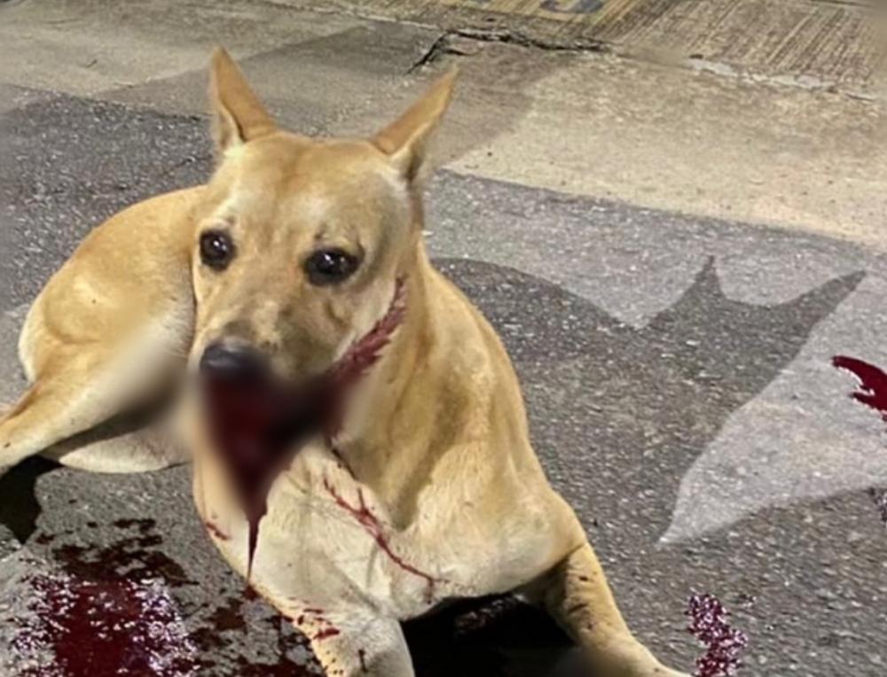 Explosão de fogos fere gravemente cadela durante Réveillon em Manaus