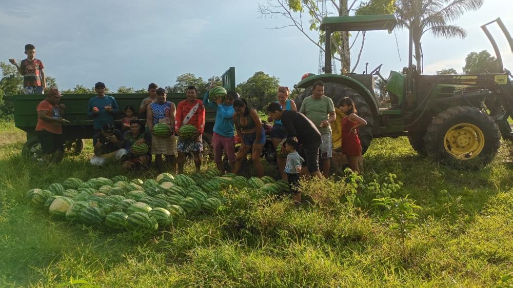 Período chuvoso favorece safra de melancia na zona rural de Parintins