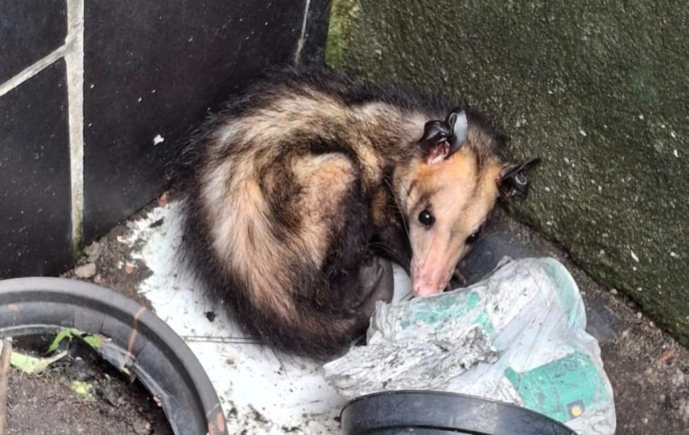 Resgates de fauna silvestre caem em Manaus, mas ainda somam quase 400 atendimentos em 2025