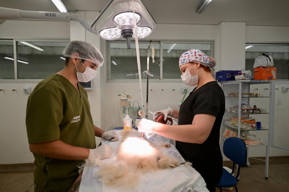 Hospital Veterinário do Amazonas completa 100 dias e já ultrapassa 15 mil animais atendidos