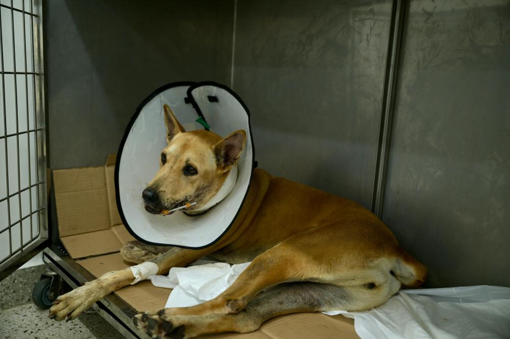 Hospital Público Veterinário do Amazonas ultrapassa 20 mil atendimentos em quatro meses