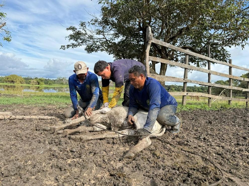 Vacinação contra brucelose imuniza mais de 1,2 mil bezerras e atende 120 criadores em Nhamundá
