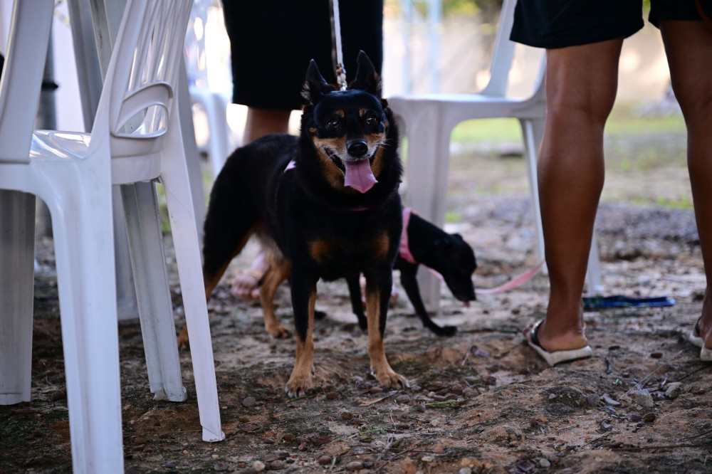 Mega castração em Manaus pretende esterilizar 2 mil animais em um único dia