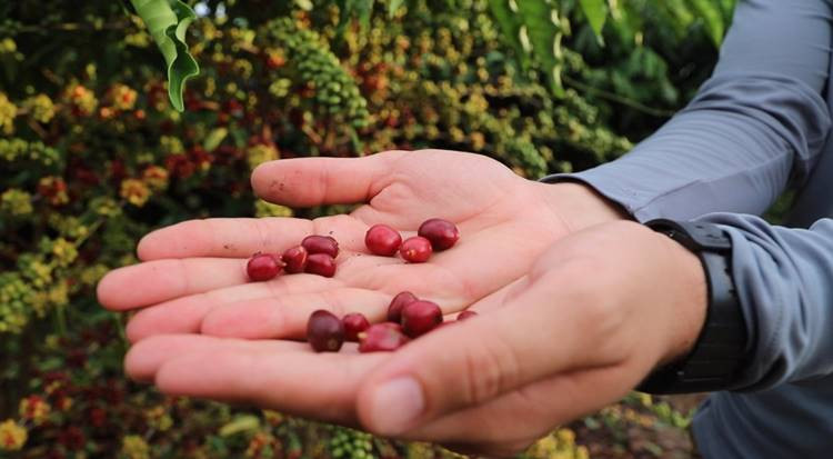 Produção de café no Amazonas dispara mais de 340% com avanço do Robustas Amazônico
