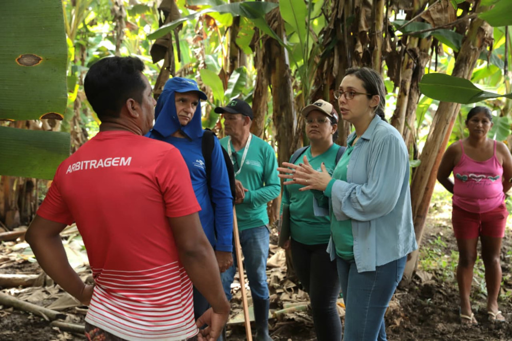 Praga ameaça bananais e mobiliza ação conjunta em comunidades rurais de Parintins