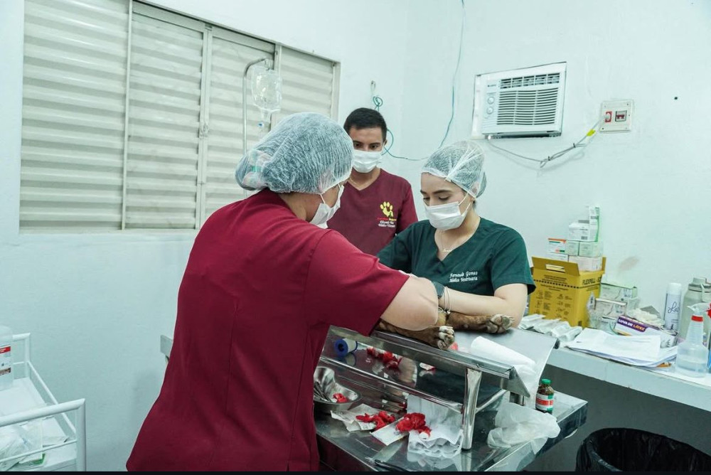 Mutirão inédito castra mais de 200 animais e reforça controle populacional em Nhamundá