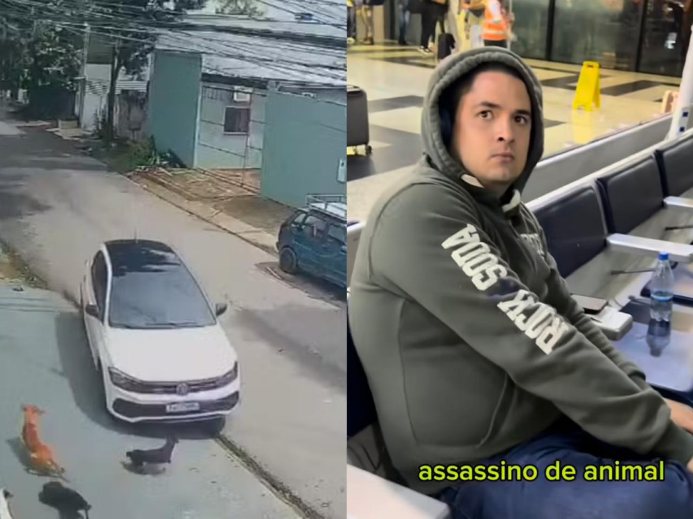 Motorista é preso após atropelar cães em Manaus; um morreu e cinco ficaram feridos